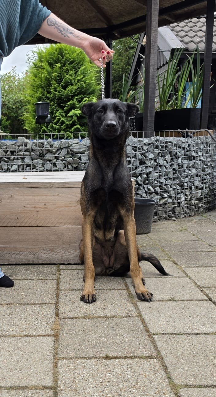 noa ander half jaar, Parvo, 1 tot 2 jaar, Teef, Eén hond