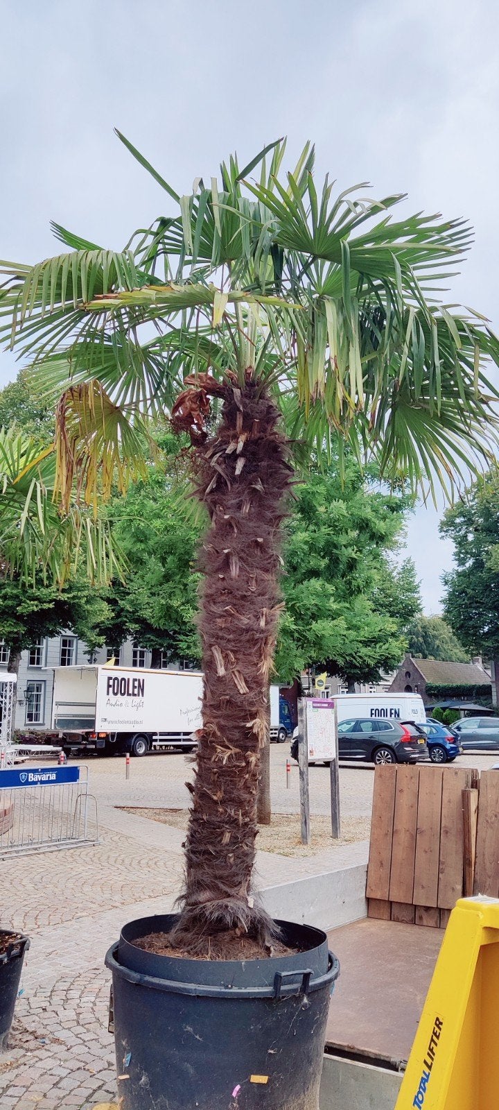4 Grote Trachycarpus Palmbomen, Tuin en Terras, Planten | Bomen, 100 tot 250 cm, Zomer, Palmboom, Ophalen