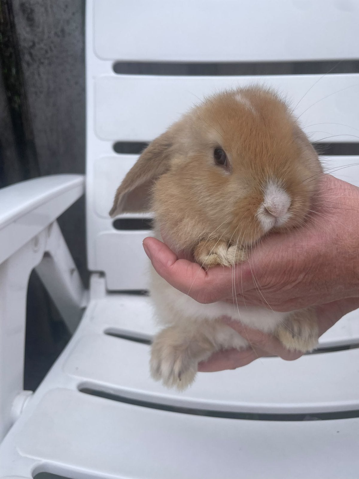 Hangoor konijn, Dieren en Toebehoren, Meerdere dieren, Middelgroot, Hangoor, 0 tot 2 jaar
