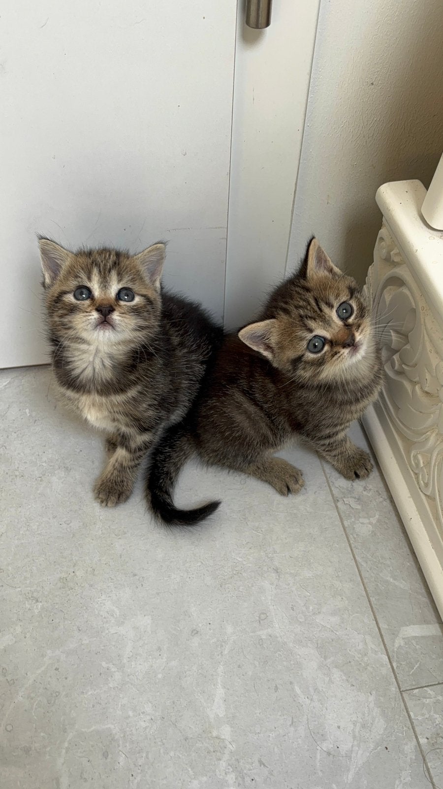 brown/black tabby Britse korhaar kittens, Poes, Gechipt, 0 tot 2 jaar