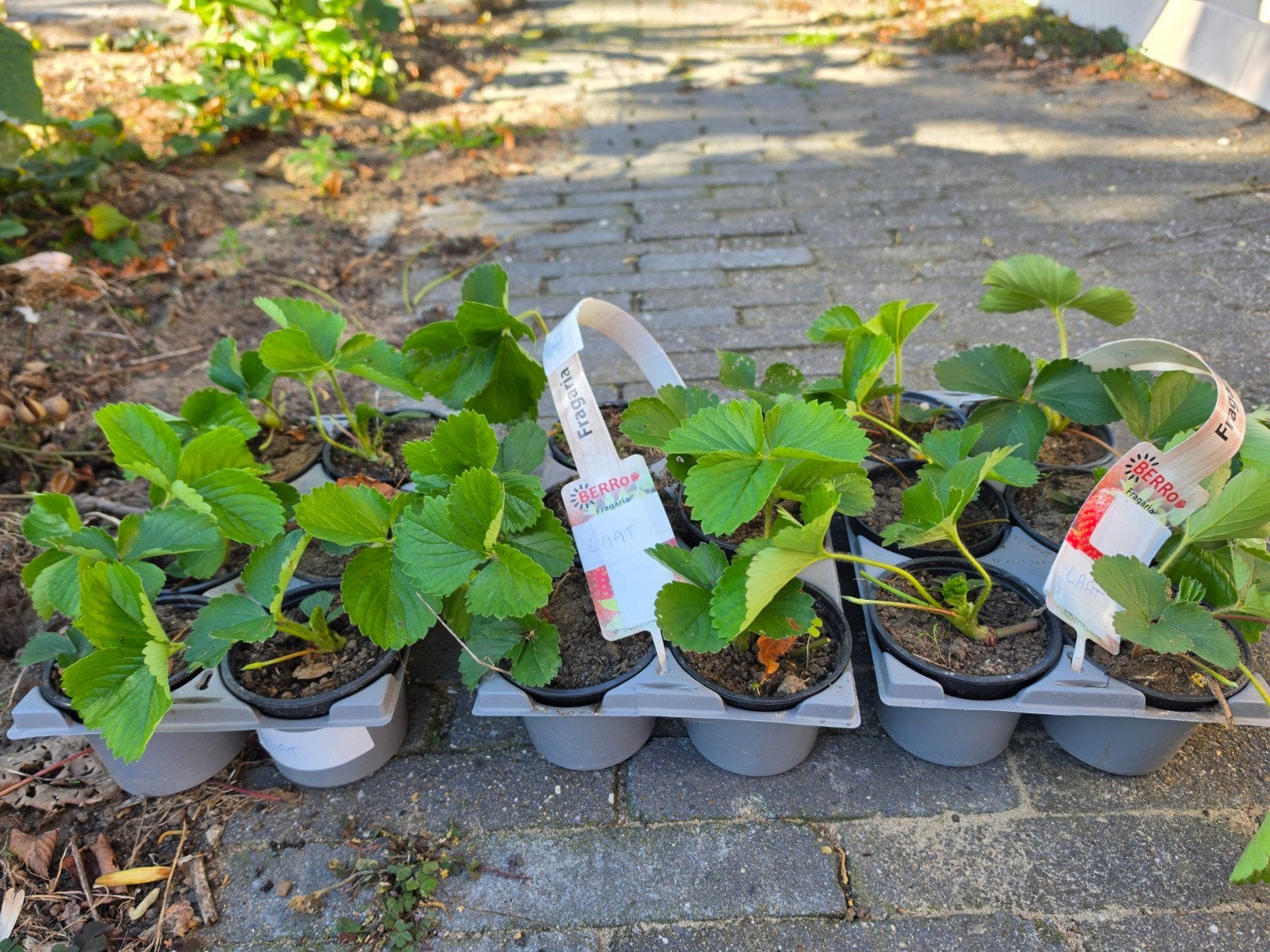 Aardbeien planten 6 in tray, Tuin en Terras, Ophalen, Volle zon, Vaste plant, Zomer