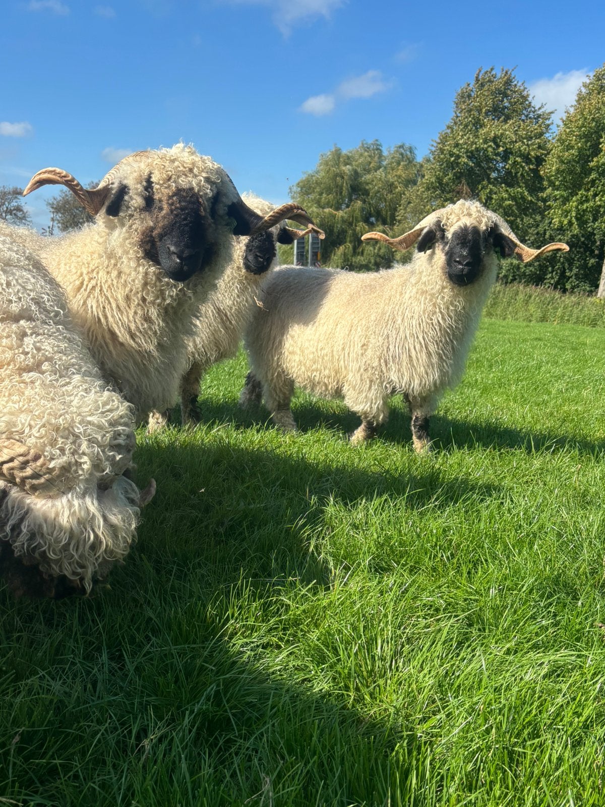 Mooi Koppeltje Walliser Schwarznase, Meerdere dieren, Geit