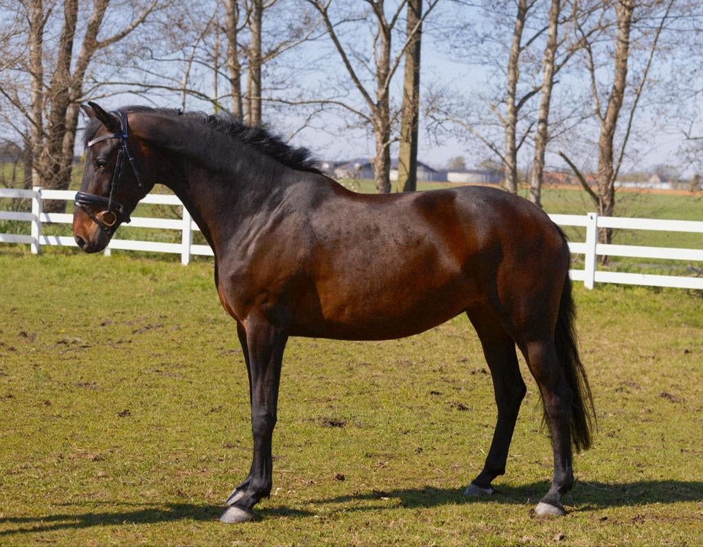 Hele brave merrie, Merrie, Recreatiepaard