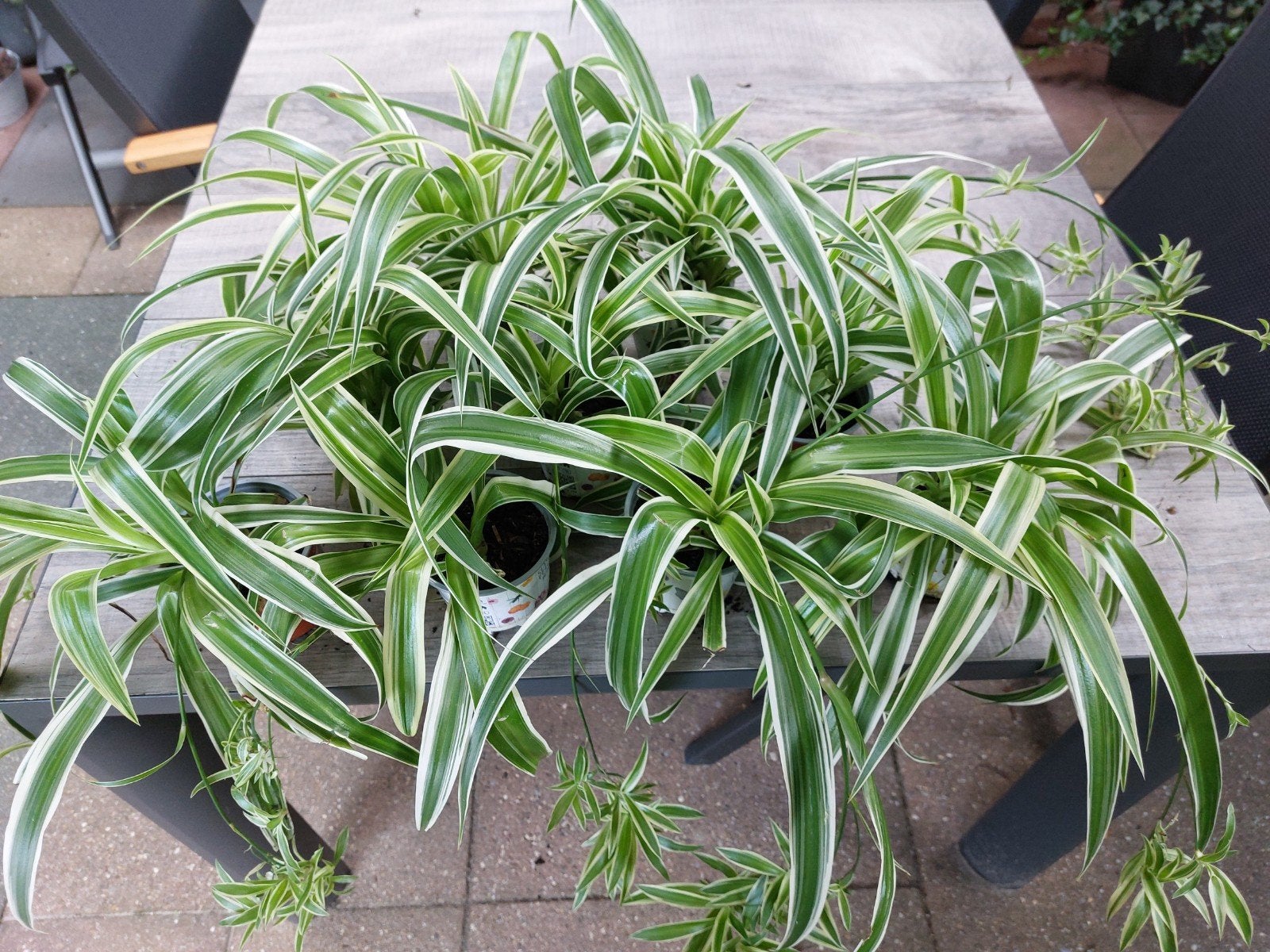hangplant graslelie, Ophalen, Overige soorten, Halfschaduw, In pot