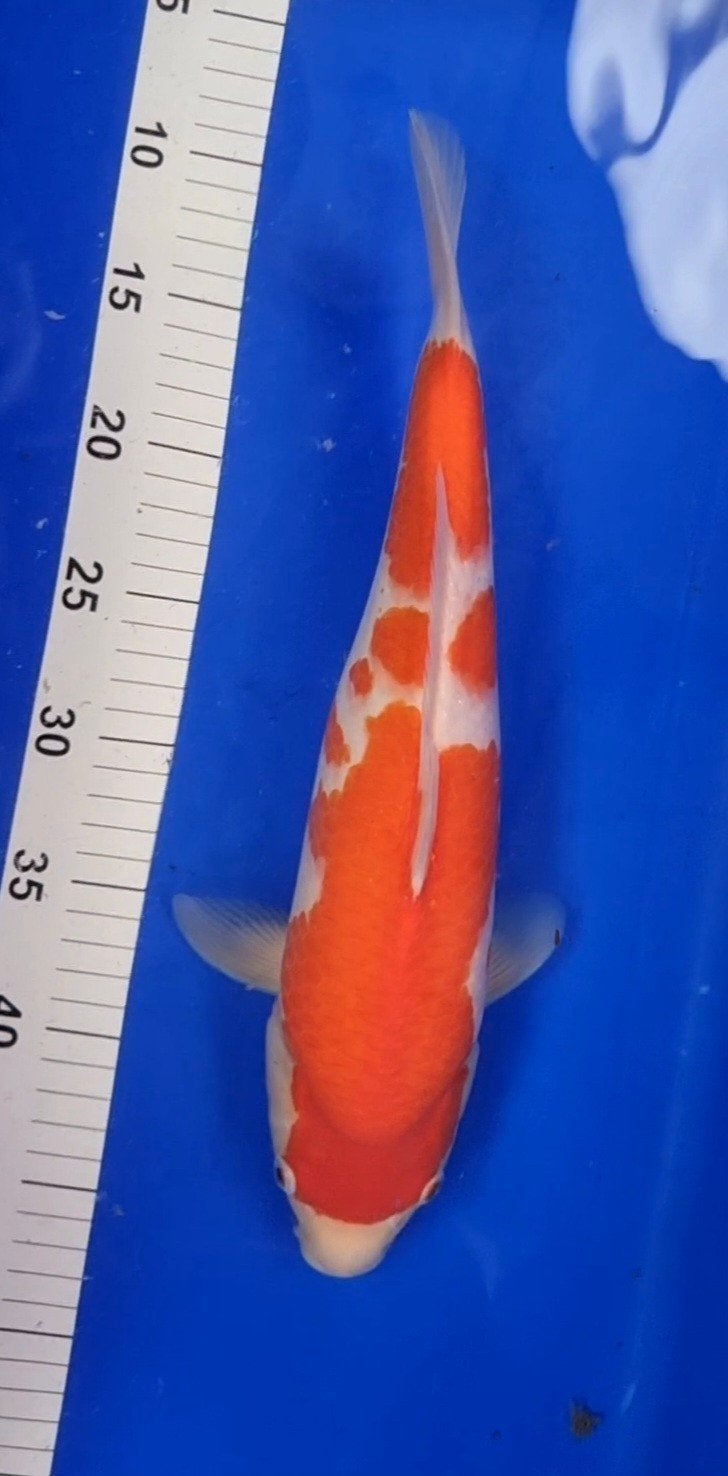 Japanse Koi / koikarpers, Dieren en Toebehoren, Vissen | Vijvervissen