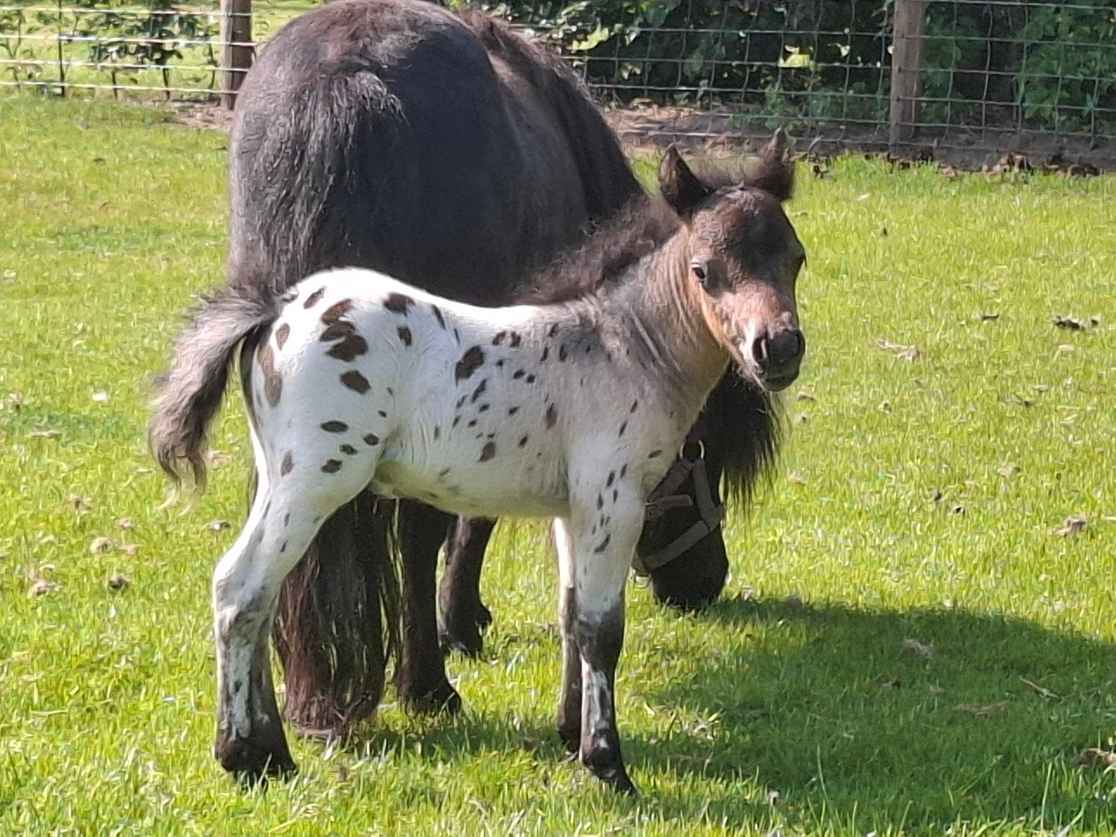 Prachtige mini Appaloosa hengst veulen, Niet van toepassing, 0 tot 2 jaar, Hengst, A pony (tot 1.17m)