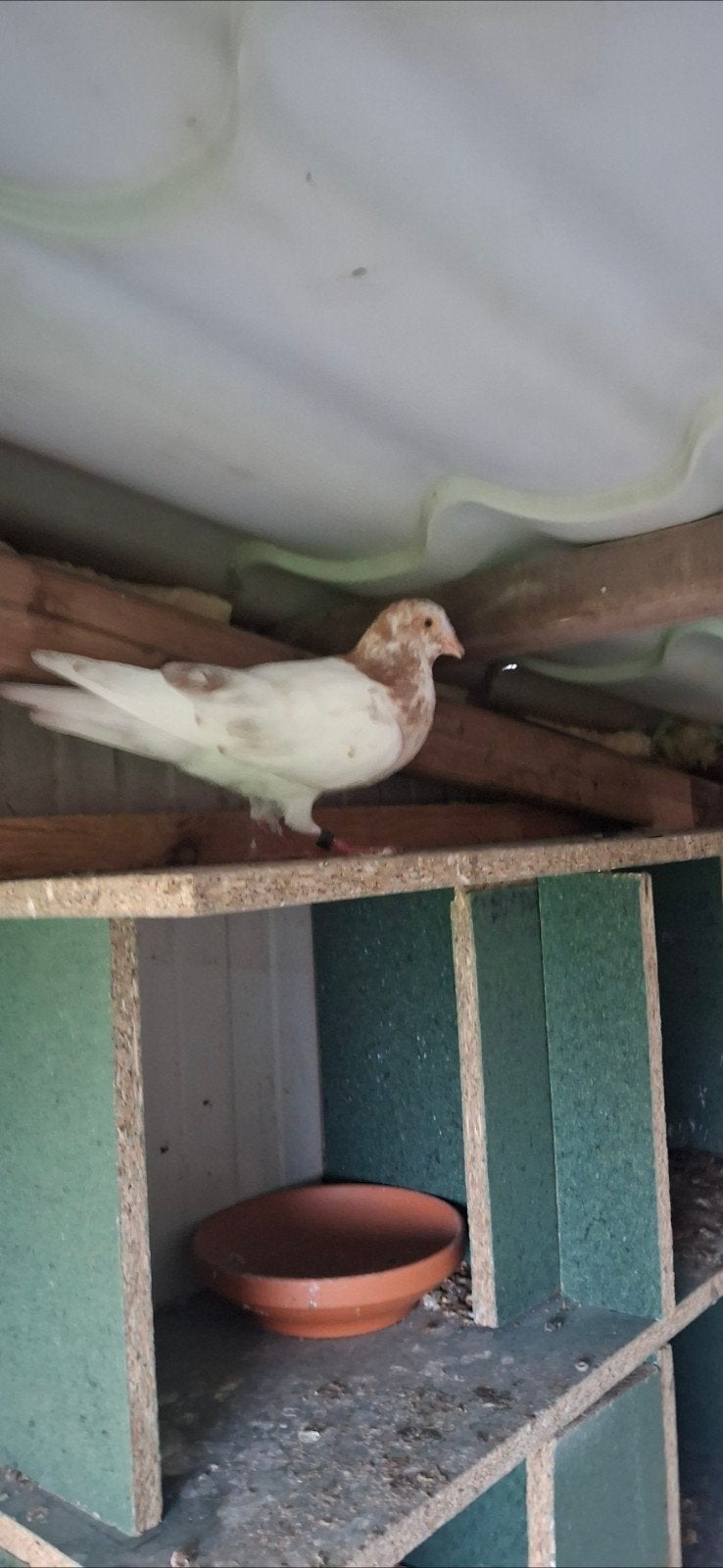 2 hoogvliegers gratis afhalen, Dieren en Toebehoren