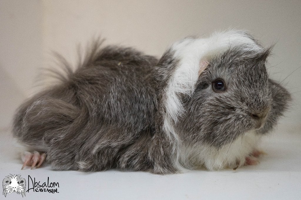 Cinnamon agouti witte peruvian cavia california choco, Cavia, Mannelijk, Mei, Tam