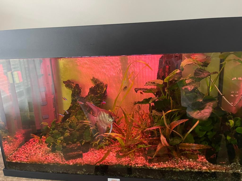 JUWEL Aquarium inclusief planten en vissen en toebehoren, Ophalen, Zo goed als nieuw, Gevuld zoetwateraquarium