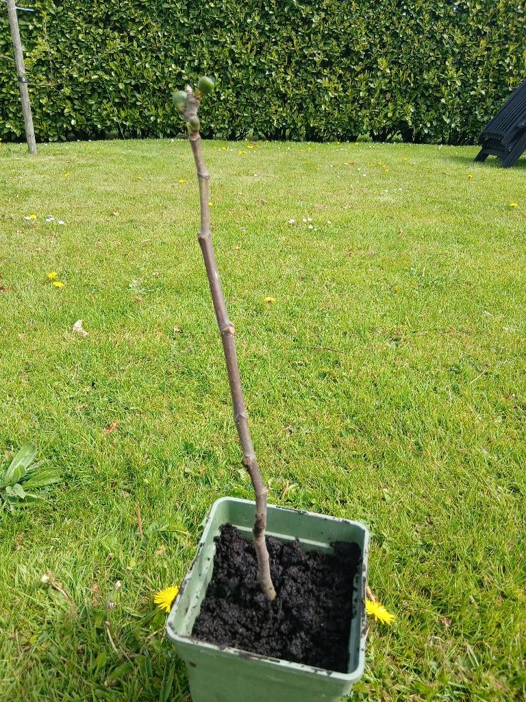 Vijg vijgenstek boom, Ophalen, Overige soorten, Struik, 100 tot 250 cm