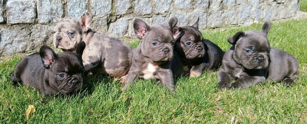 Franse bulldog pups Blauw/Blue Merle/Black and Tan & zwart, Dieren en Toebehoren, 8 tot 15 weken, Meerdere, Meerdere dieren, Nederland