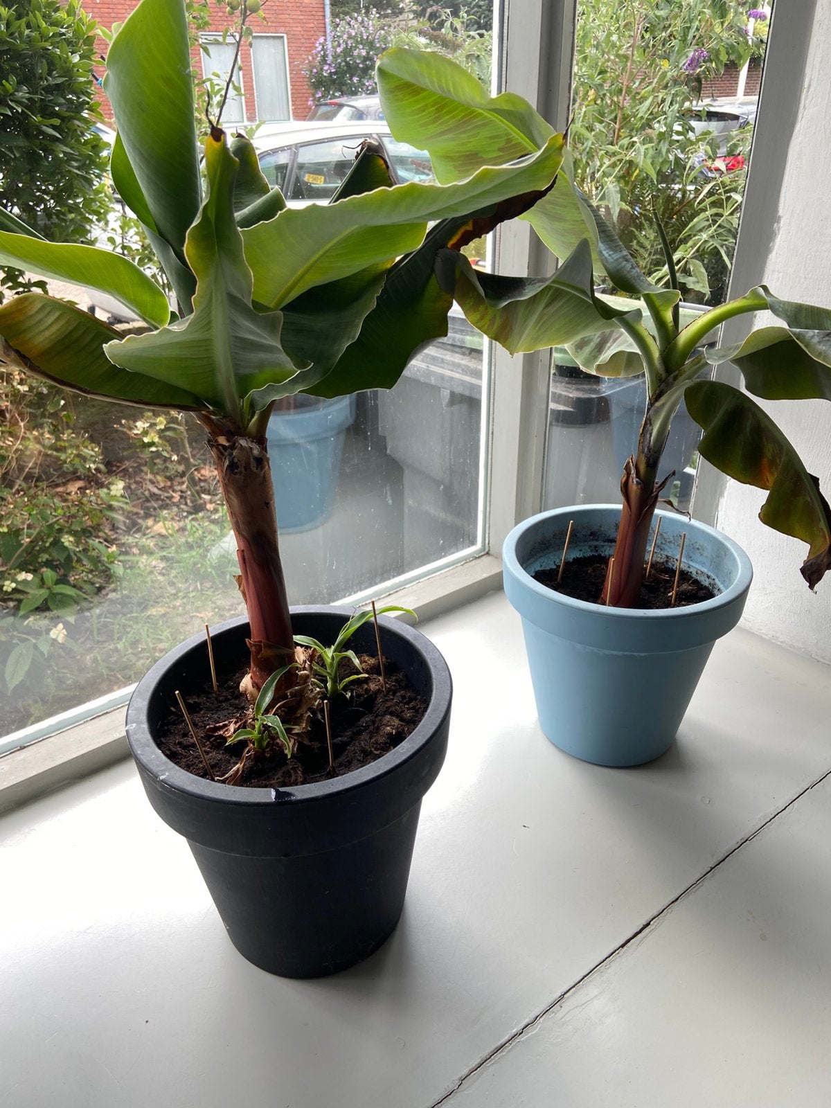 Bananenplanten, Ophalen, Overige soorten, Minder dan 100 cm, Volle zon