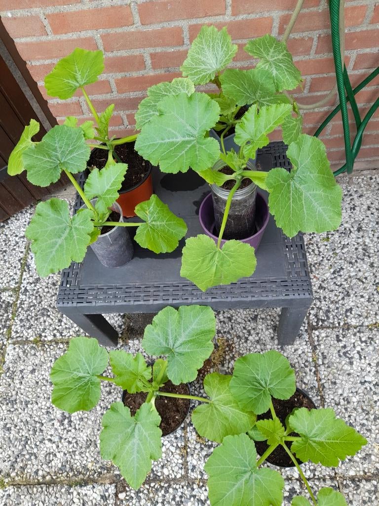Courgette planten, Ophalen, Eenjarig, Groenteplanten, Volle zon