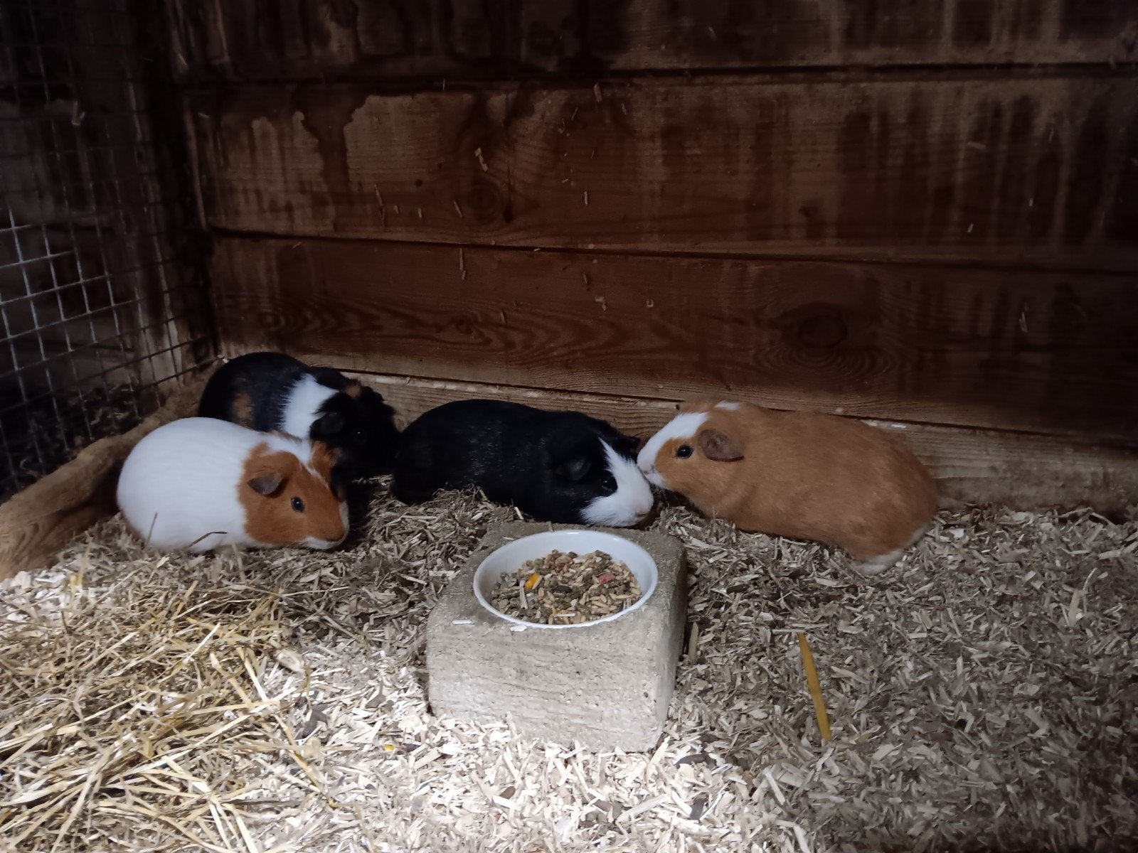Jonge cavia's te koop, Dieren en Toebehoren, Knaagdieren, Juni, Mannelijk, Cavia