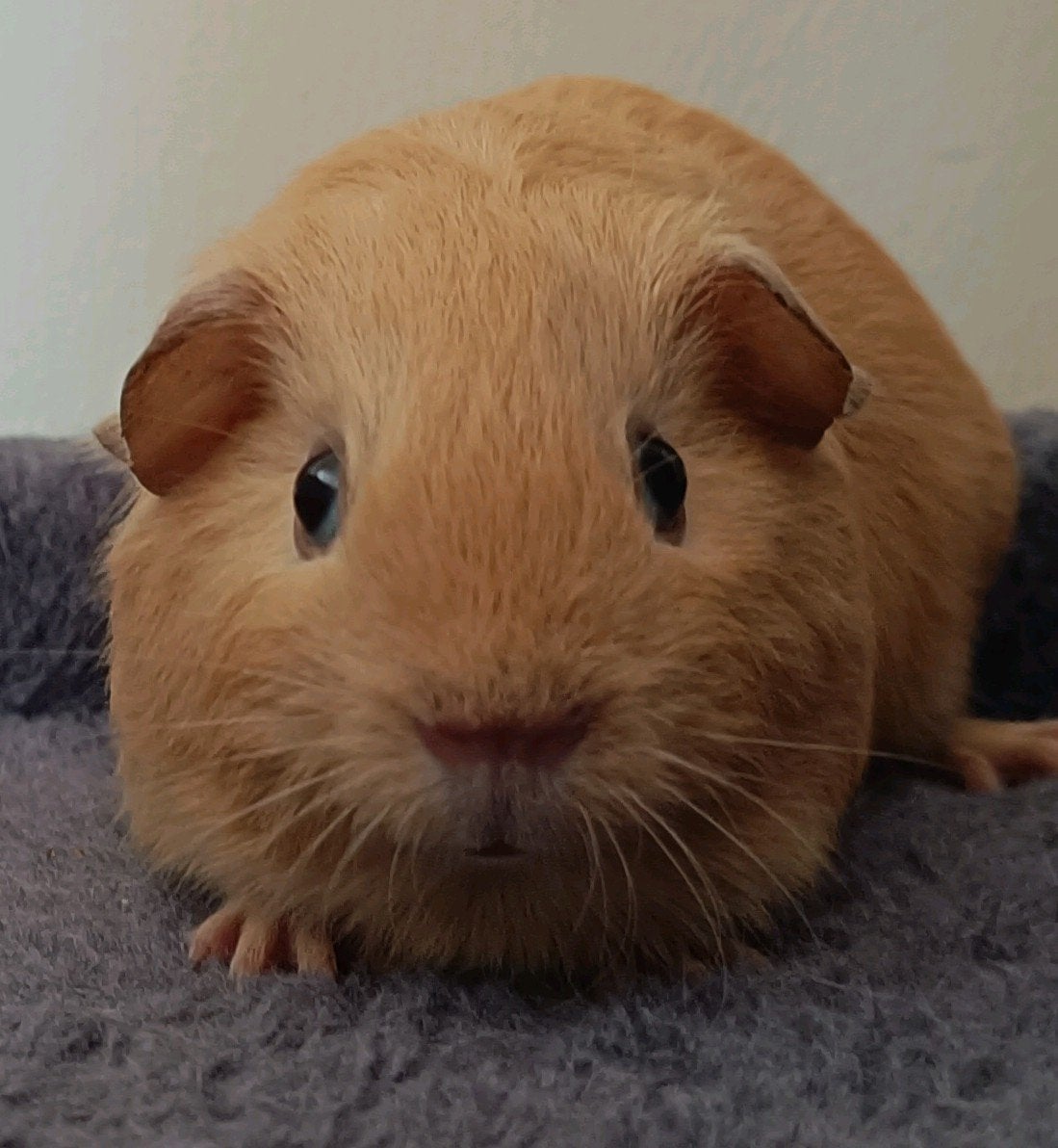 Donker crème cavia zeugje, Dieren en Toebehoren, Knaagdieren, Mei, Vrouwelijk, Cavia