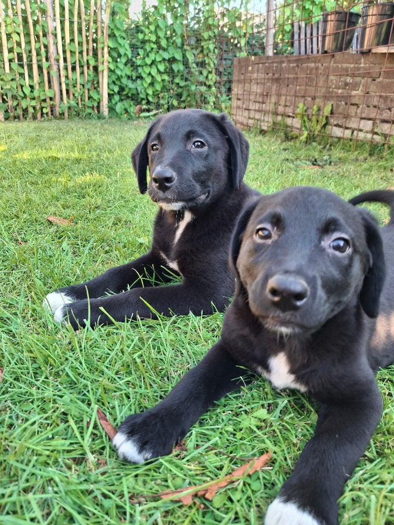 Australian Shepherd x labrador kruising pups, Dieren en Toebehoren, Honden | Herdershonden en Veedrijvers, 8 tot 15 weken, Meerdere