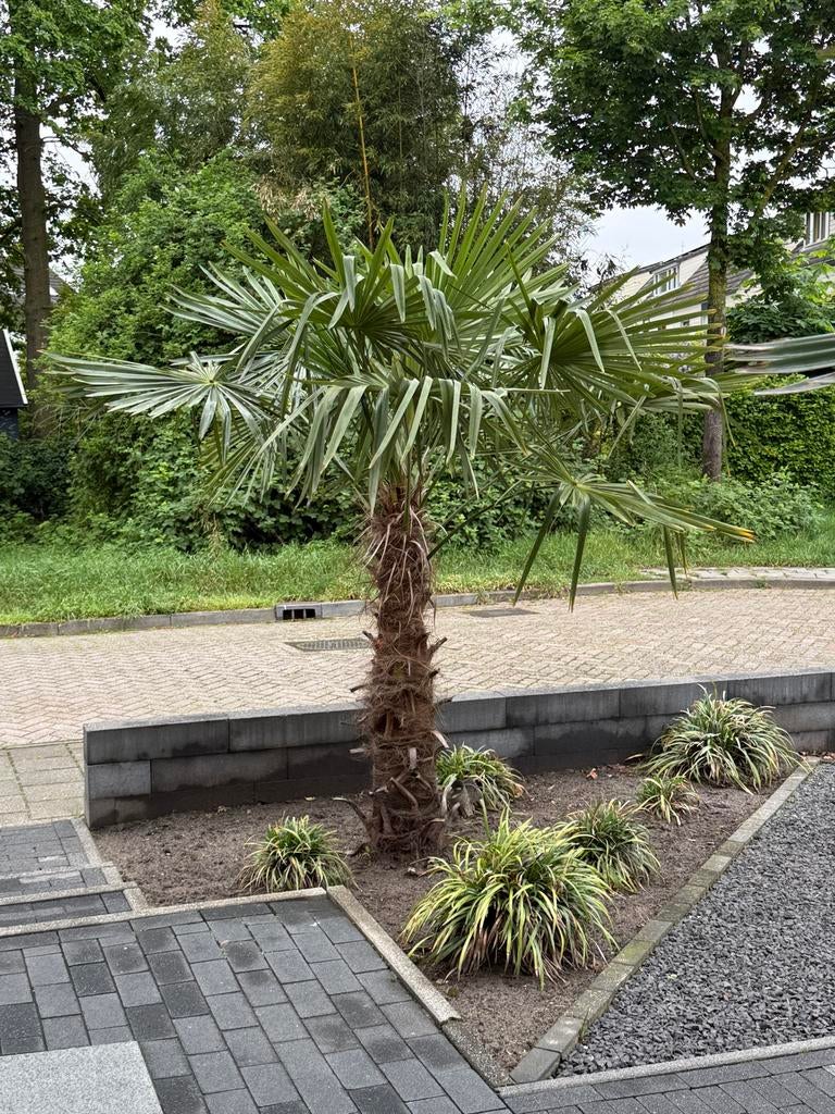 Winterharde palmboom - 130 cm stamhoogte, Tuin en Terras, Planten | Bomen, Volle zon, Ophalen of Verzenden, 100 tot 250 cm, Zomer
