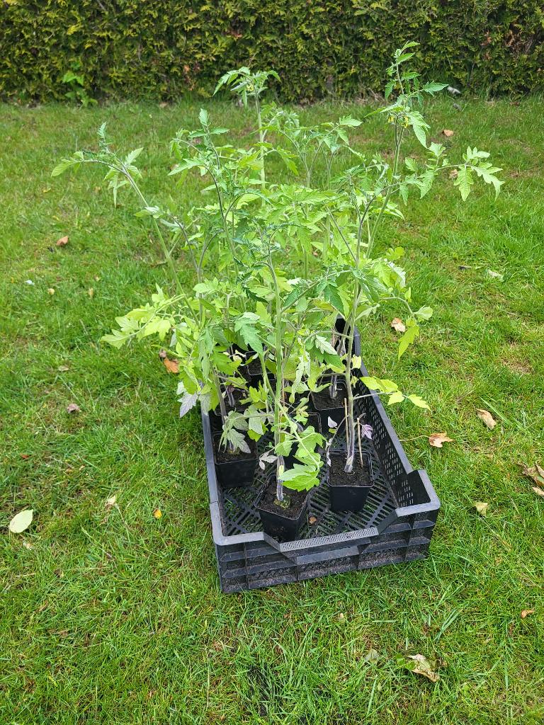 Tomatenplanten, Tuin en Terras, Planten | Tuinplanten, Ophalen, Volle zon, Groenteplanten, Eenjarig