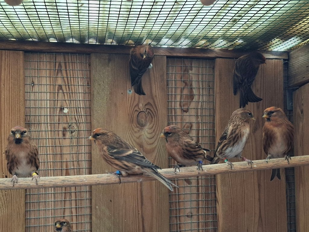 Koppel barmsijzen 2025 wildkleur, cabaret, meerdere koppels, Dieren en Toebehoren, Vogels | Overige Vogels, Meerdere dieren, Wildzangvogel