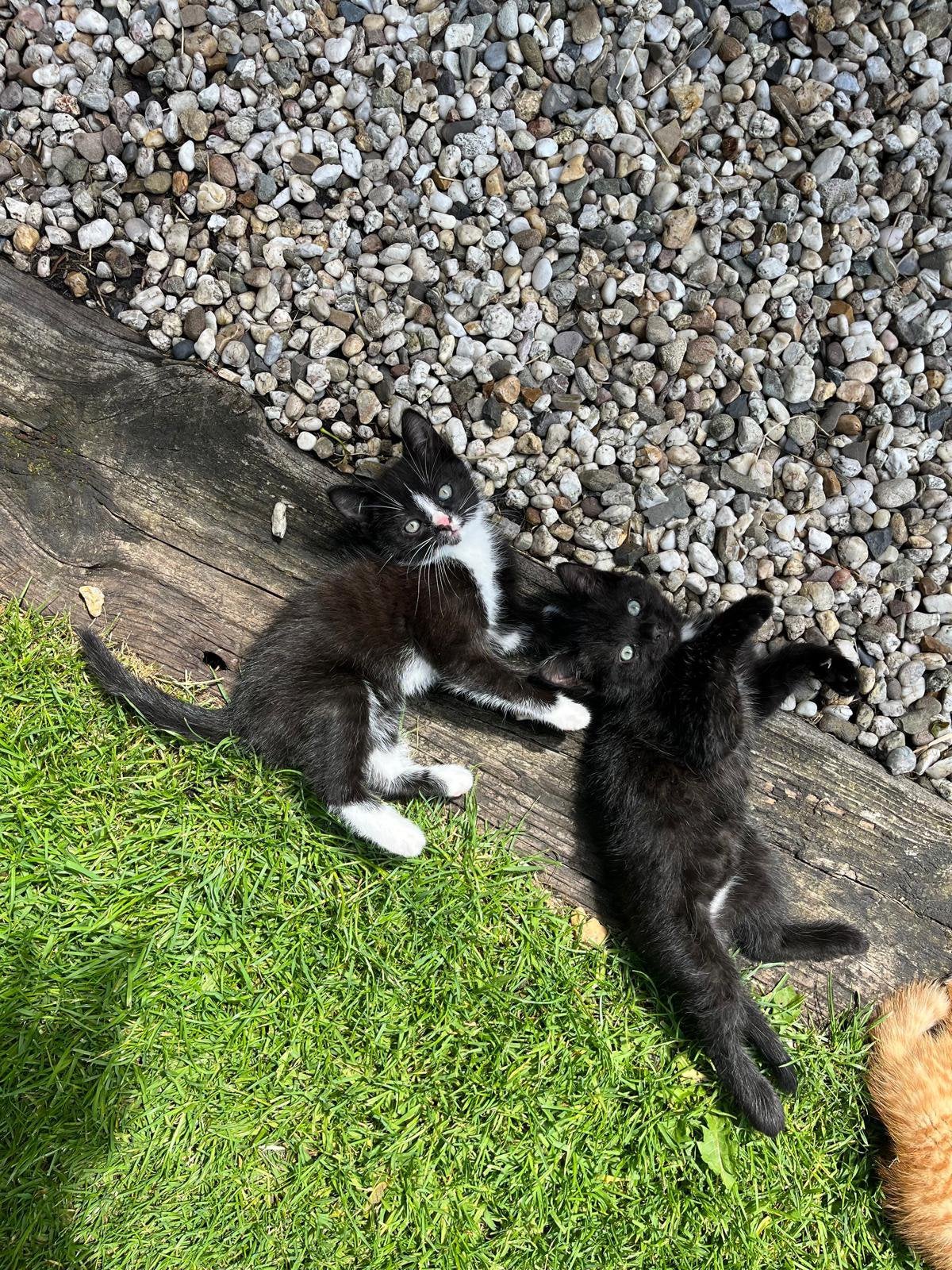 Lieve boerderij kittens, Meerdere dieren, Kortharig