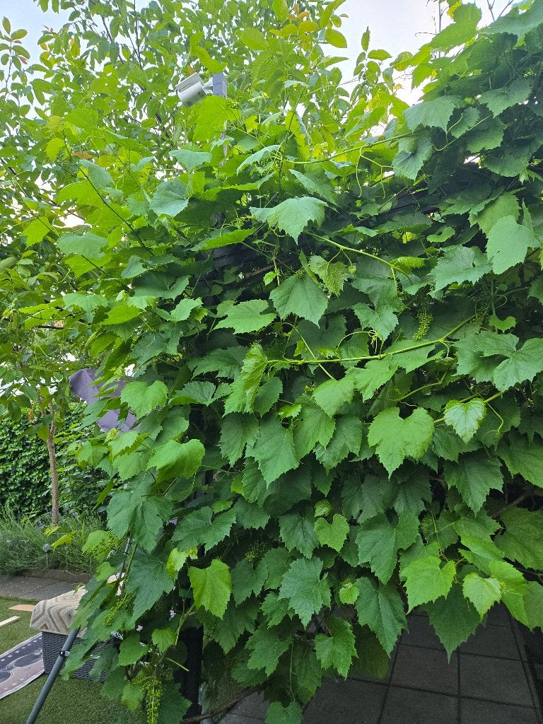 Verse Druivenbladeren(Onbespoten)–Ideaal voor Sarma / Dolma, Ophalen, Nieuw, Overige typen