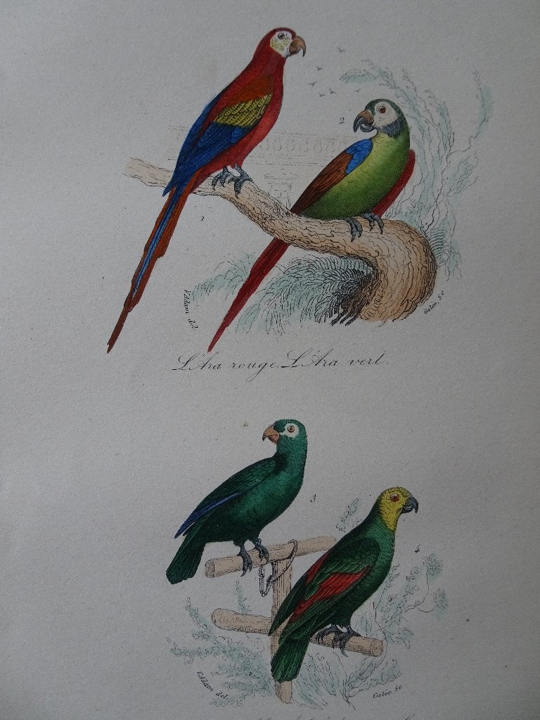 Litho in kleur, vier vogels, rode Ara groene papegaaien 1841, Origineel, Ophalen of Verzenden, Dieren en Natuur, Lithografie