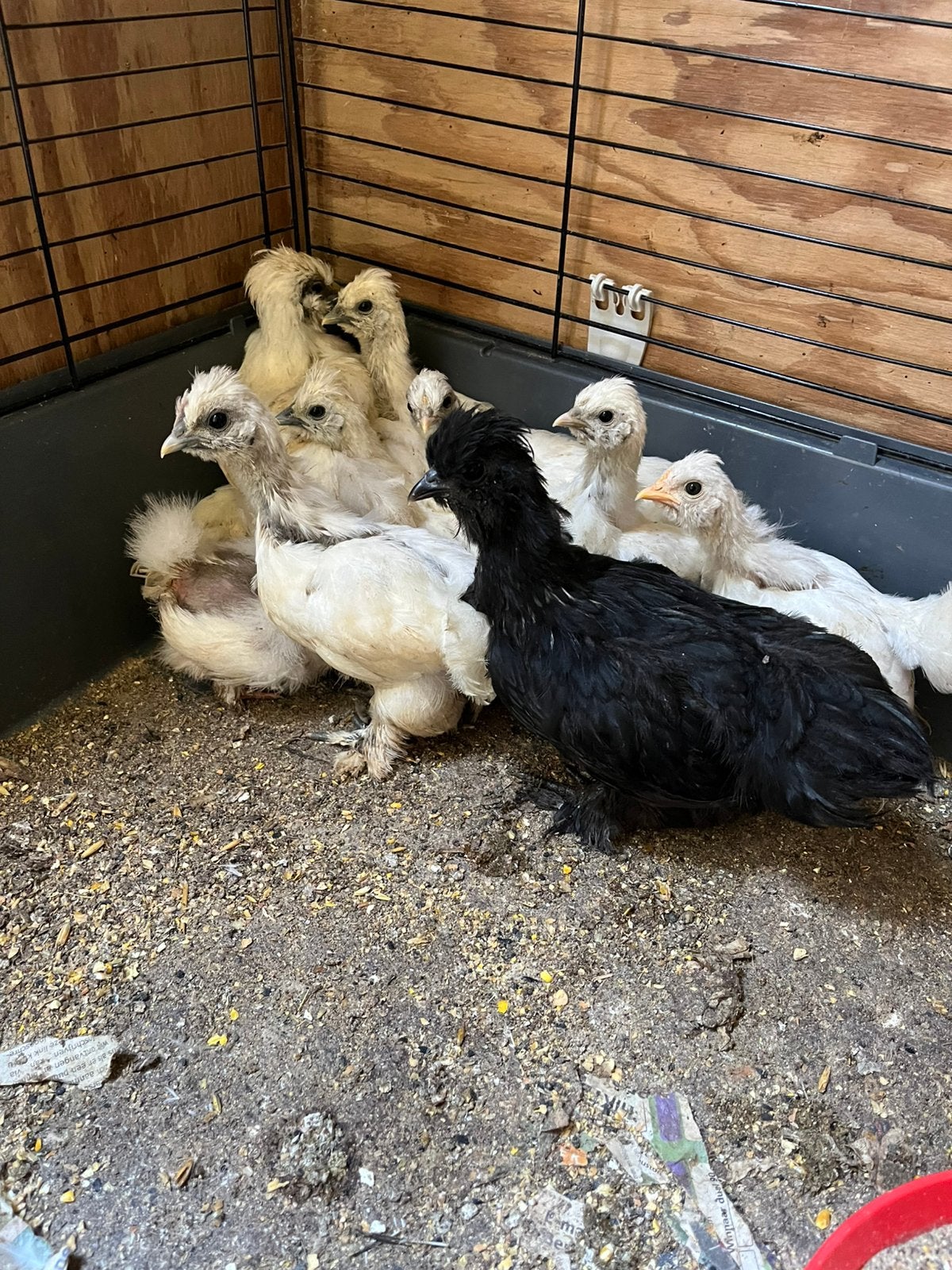 Sierkippen, Dieren en Toebehoren, Geslacht onbekend, Eend