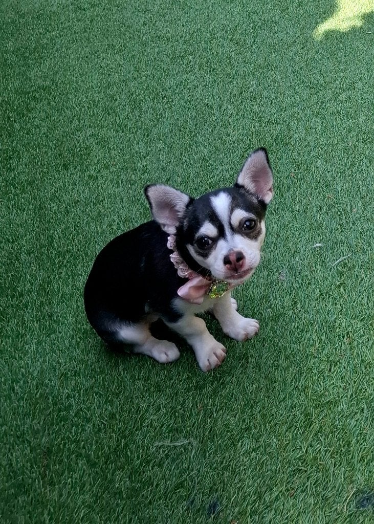 Prachtig black sable husky marked chihuahua teefje, Dieren en Toebehoren, Honden | Chihuahua's en Gezelschapshonden, Parvo, 1 tot 2 jaar