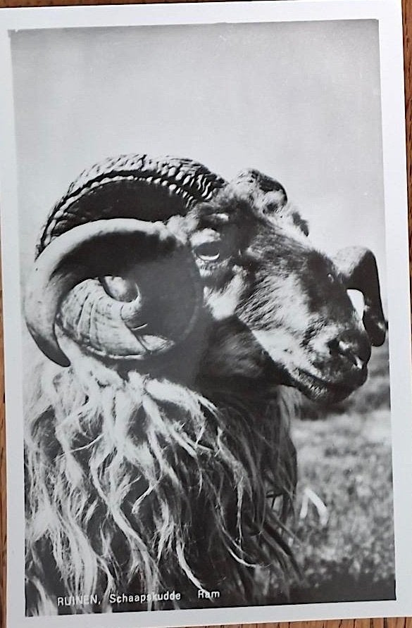 Ruinen- Ram v/h Drentsche Heideschaap, Verzenden, 1960 tot 1980, Ongelopen, Drenthe