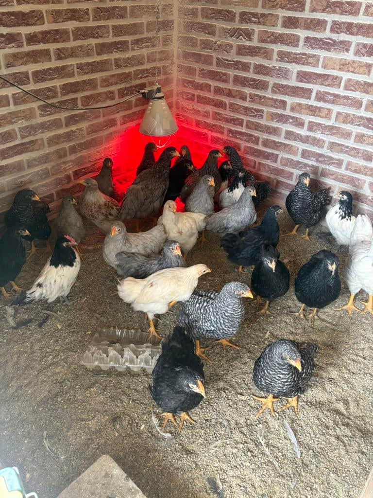Wyandotte Groot, Dieren en Toebehoren, Pluimvee, Geslacht onbekend, Kip