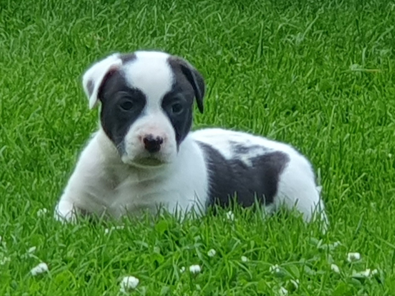 Border Collie Kruising kunnen gelijk mee, Dieren en Toebehoren, Honden | Herdershonden en Veedrijvers, Parvo, Reu, 8 tot 15 weken