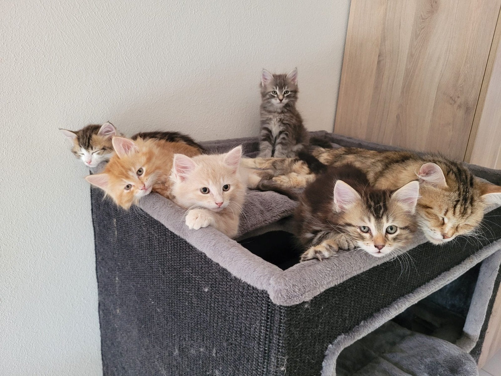 Siberische kittens, Meerdere dieren, Met stamboom, 0 tot 2 jaar