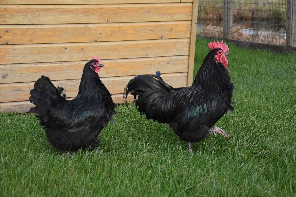 Australorp groot | Passend advies kippen | rustige kippen, Dieren en Toebehoren, Pluimvee, Vrouwelijk, Kip