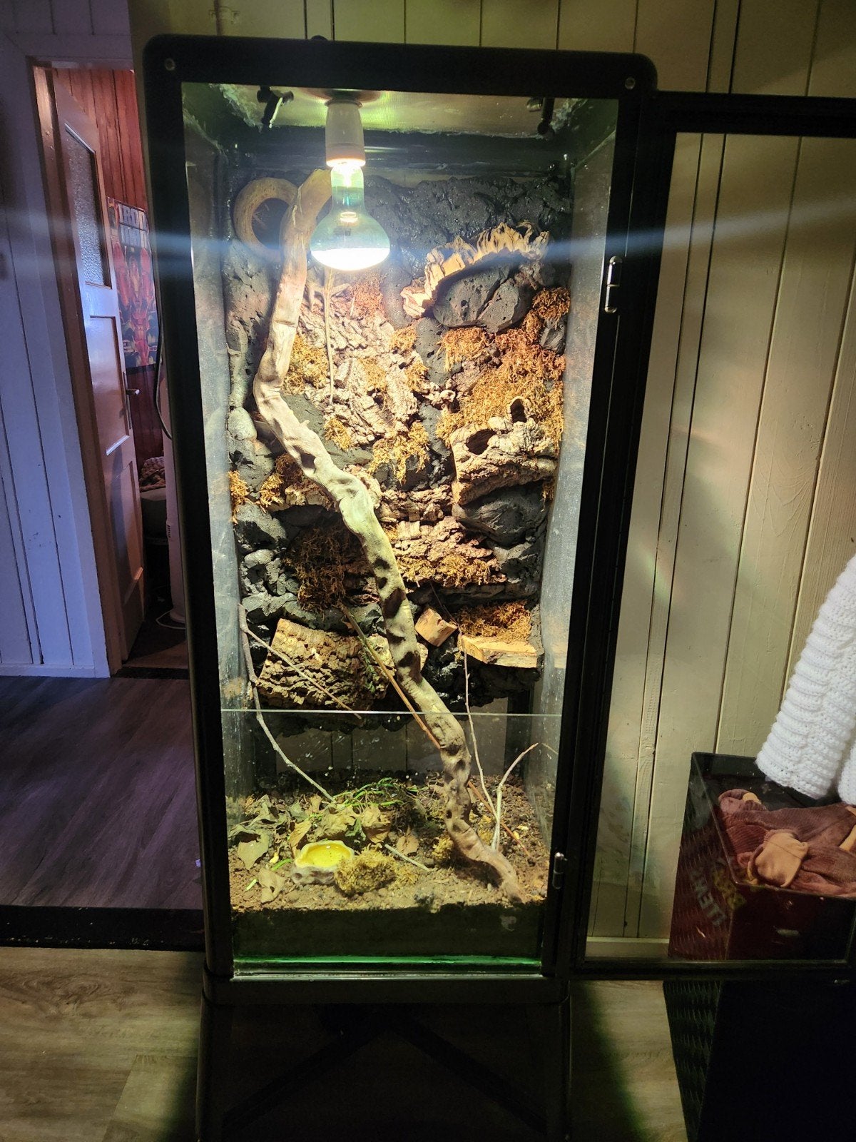 jemen kameleon met terrarium. Chameleon photo 2