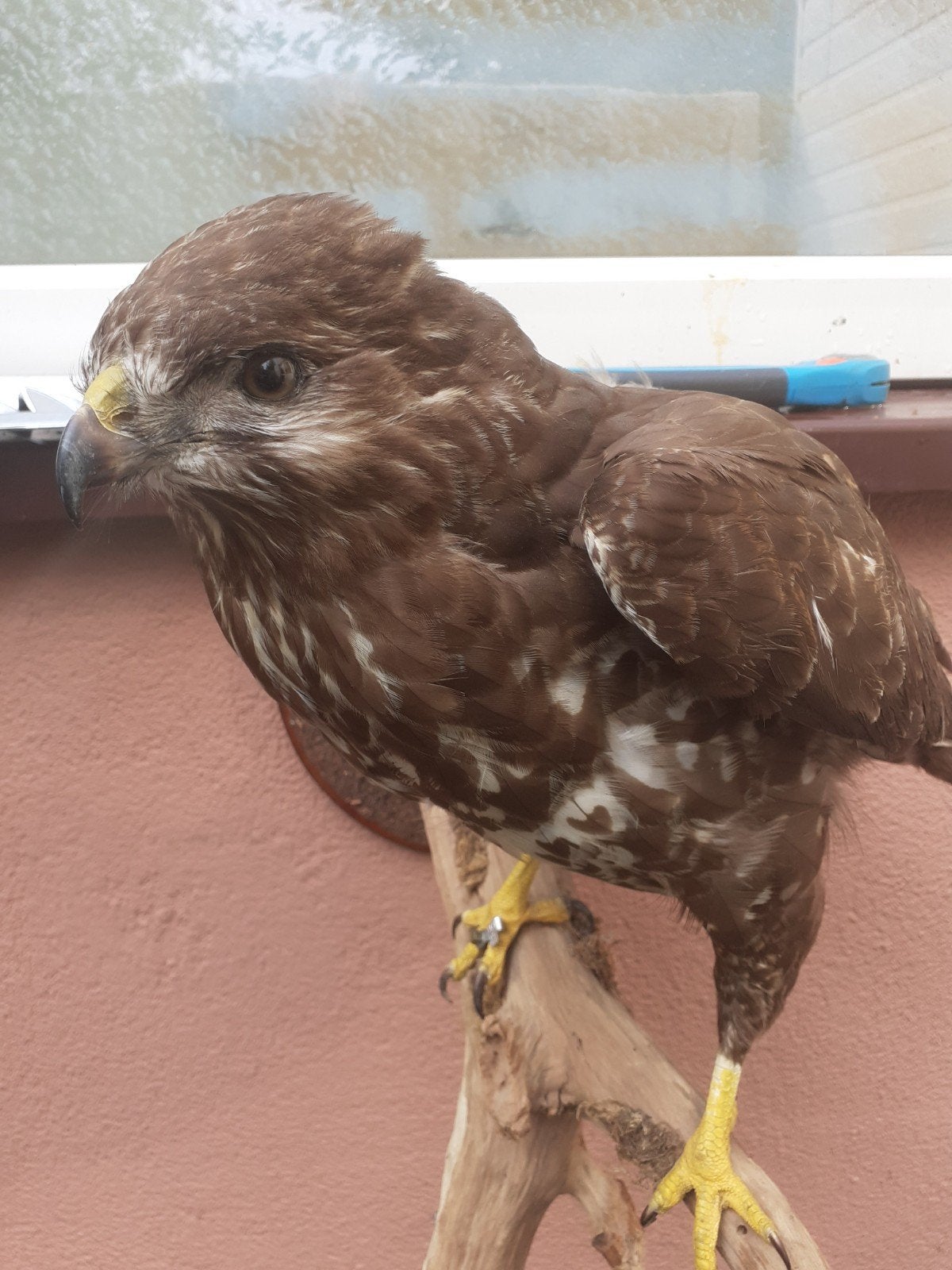 Opgezette buizerd – wandstuk met wildloodje, taxidermie, Ophalen of Verzenden, Zo goed als nieuw, Vogel, Opgezet dier