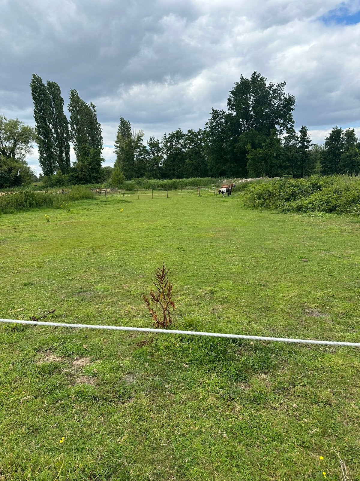 Wij hebben nog een plaatsje vrij, Weidegang, 1 paard of pony