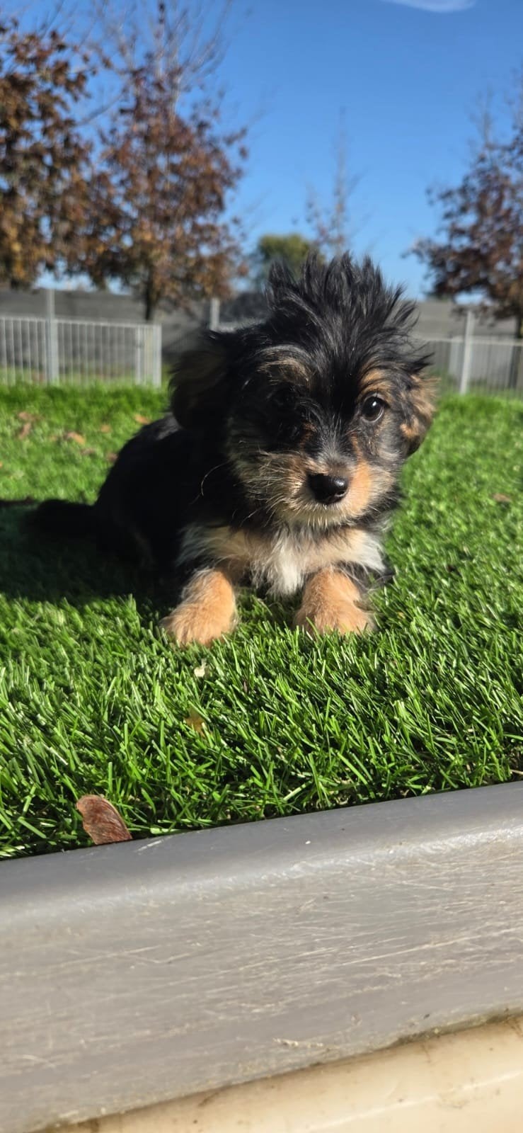 Te koop leuke Yorkshire Terriër pups, Dieren en Toebehoren, Yorkshire Terriër, Nederland, 8 tot 15 weken, Meerdere