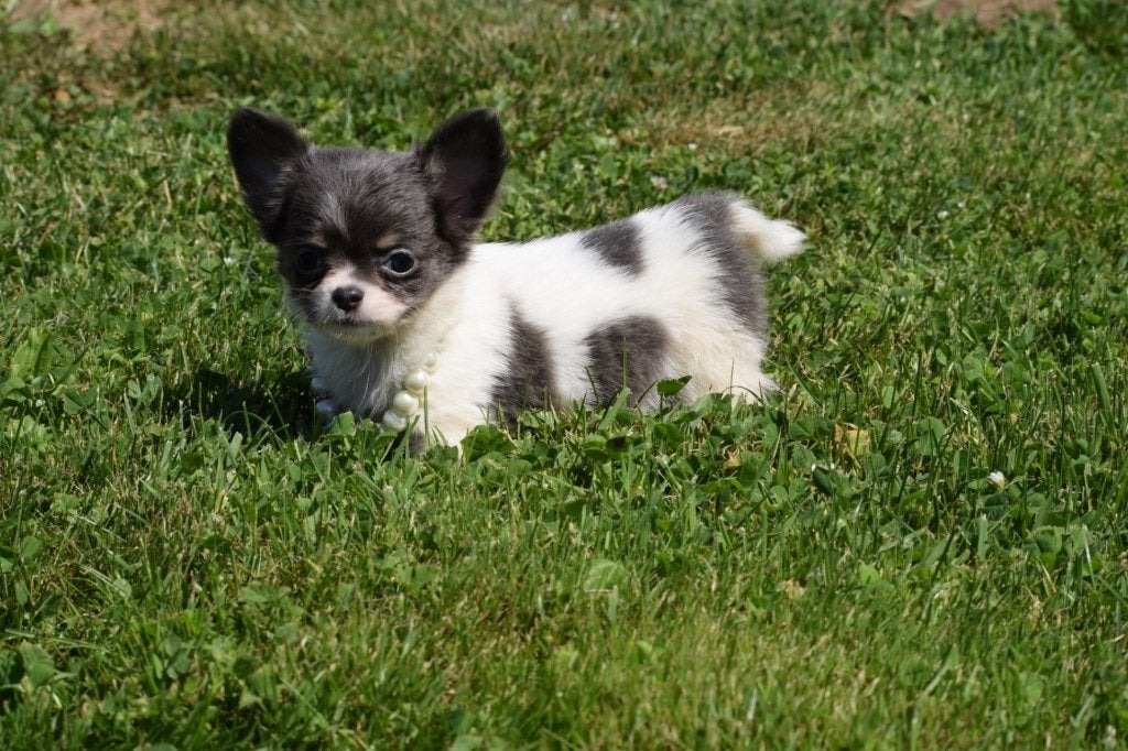 Chihuahua pups diverse kleuren, Nederland, 15 weken tot 1 jaar, Parvo, Meerdere