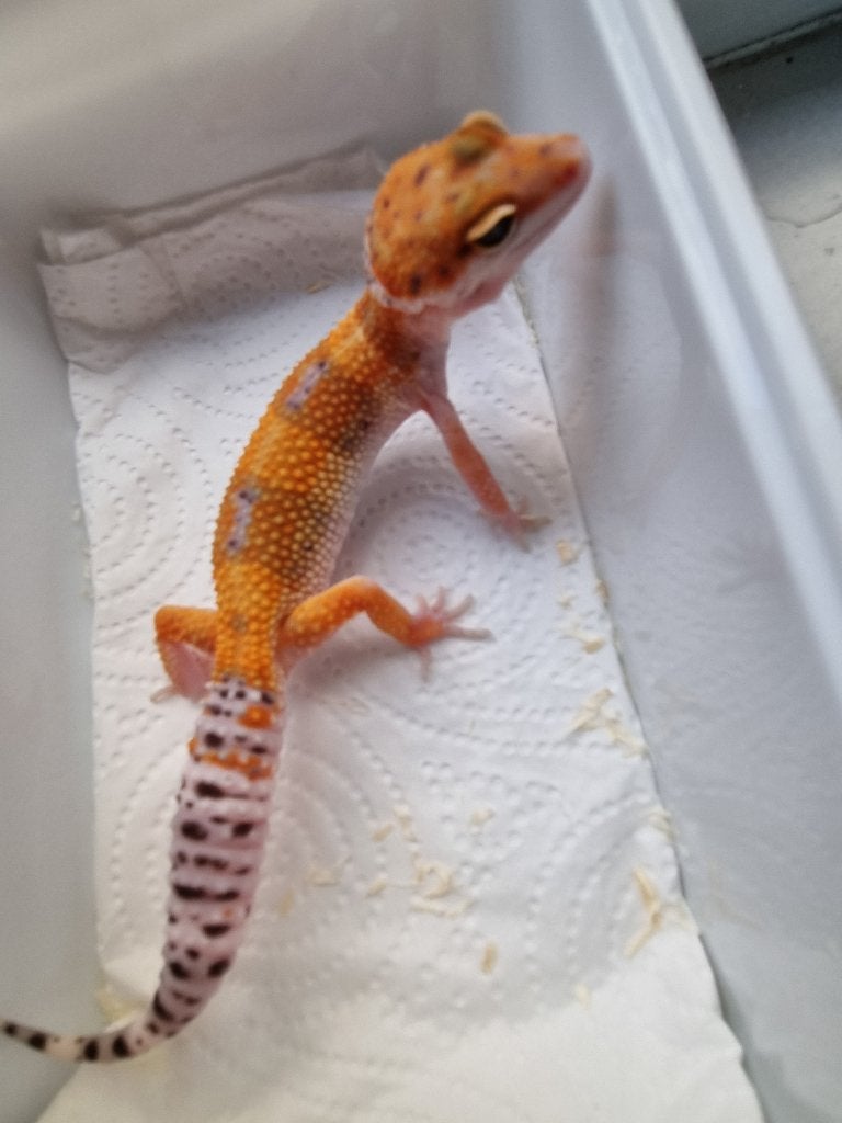 0.1 purple head x w&y bell albino luipaardgekko Leopard Gecko - female for sale from Snakesnballoons