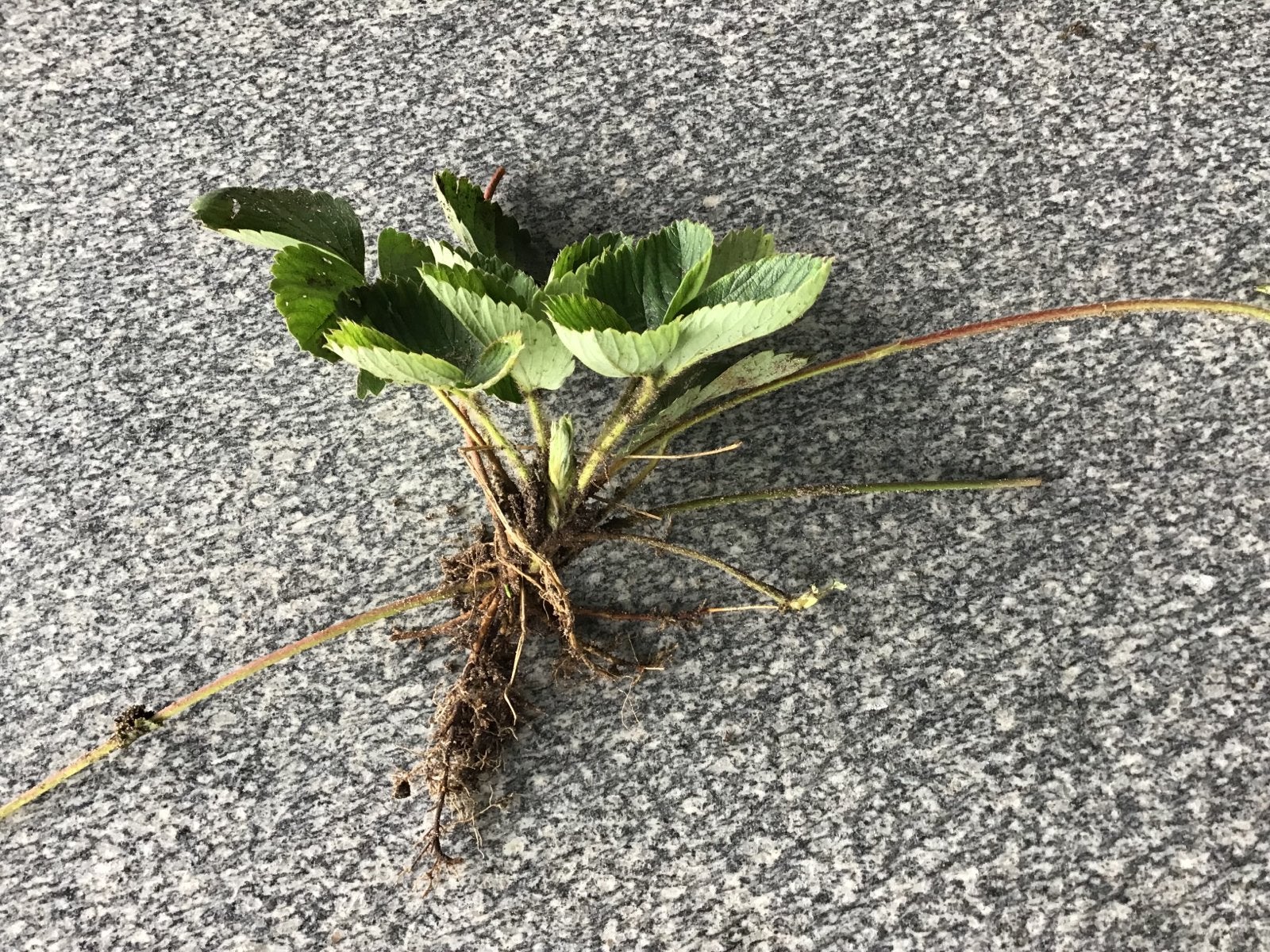 Verse Aardbeiplant - Klaar om te planten!, Volle zon, Vaste plant, Ophalen of Verzenden, Fruitplanten