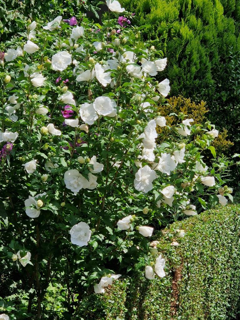 Hibiscus wit zaden - Nu nog te zaaien!, Ophalen of Verzenden, Gehele jaar, Volle zon, Zaad
