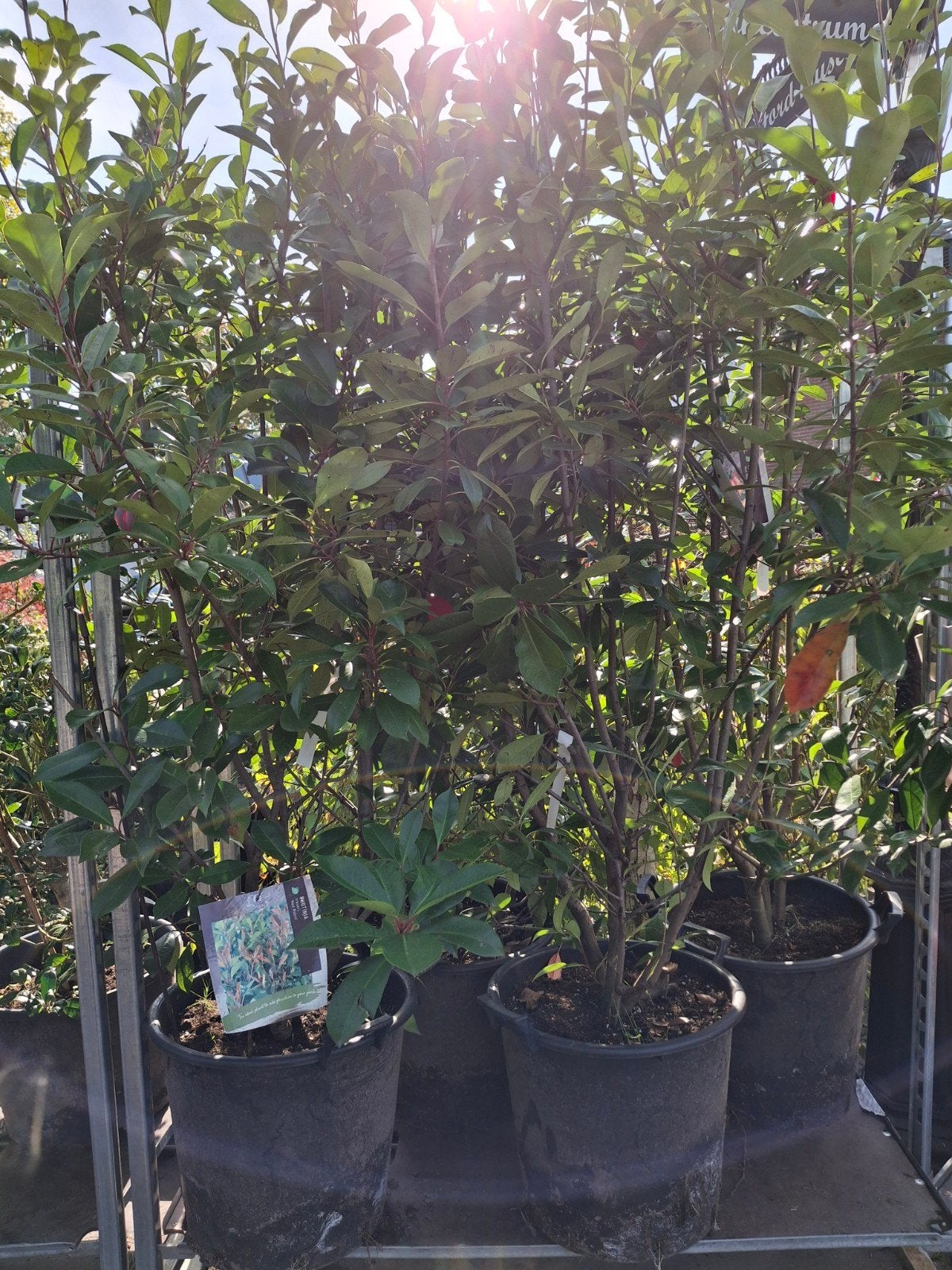 Karrendeal Photinia 'Red Robin', Ophalen, Halfschaduw, Overige soorten, Lente