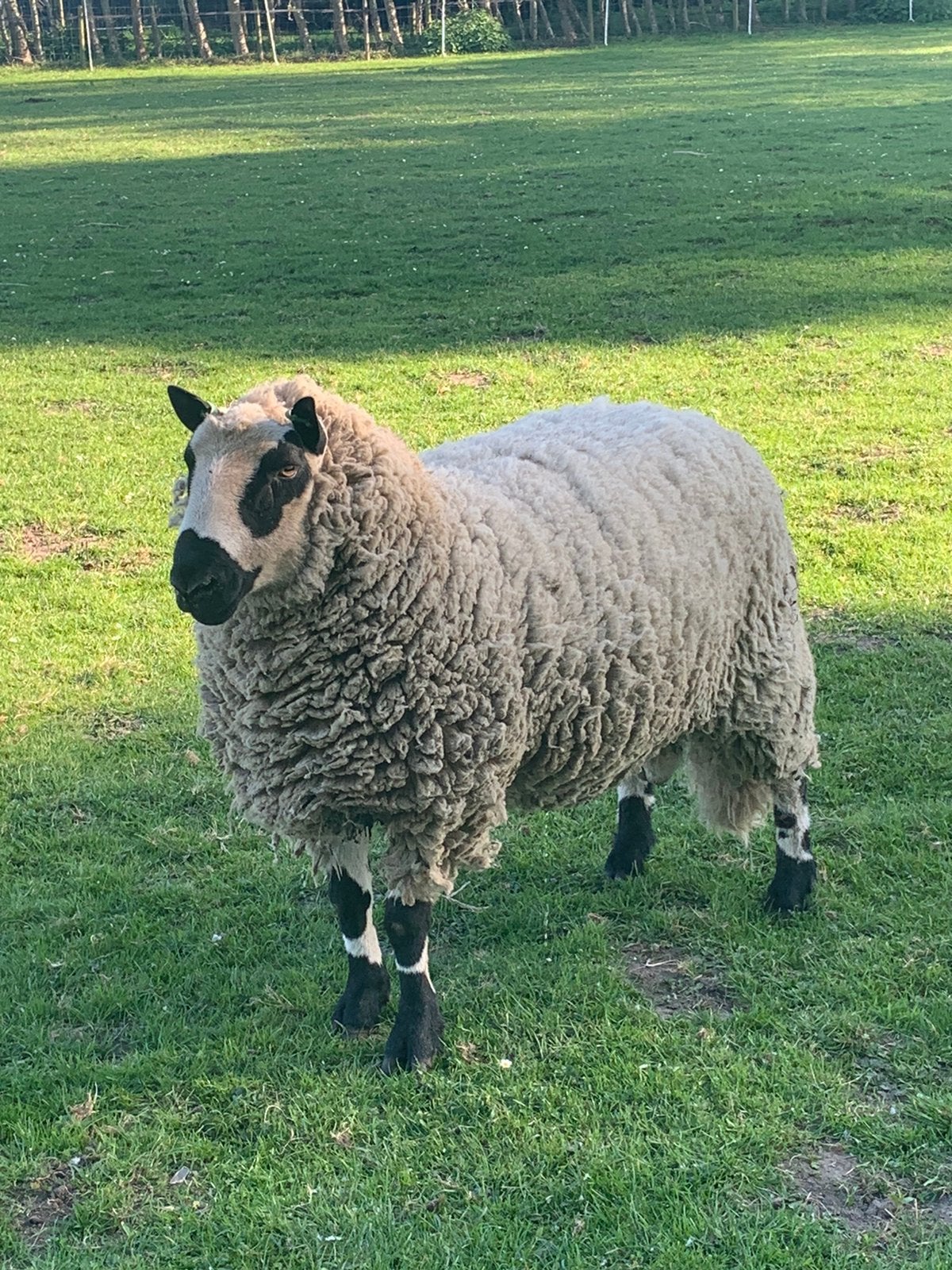 Mooie Kerry Hill dekram, Dieren en Toebehoren, Schapen, Geiten en Varkens, Mannelijk, Schaap