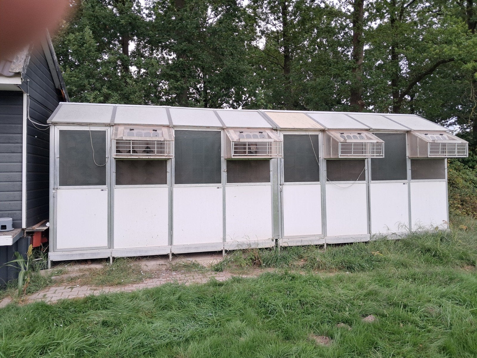 habru duiven rennen, Dieren en Toebehoren, Ophalen of Verzenden