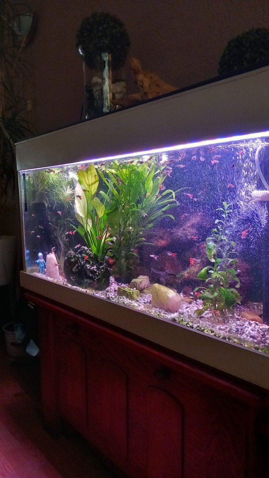 Guppies, Vis, Zoetwatervis