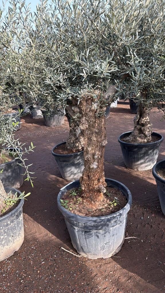 Olijfboom Olea europaea met dikke stam, Tuin en Terras, Overige soorten, Volle zon, Vaste plant, Ophalen of Verzenden