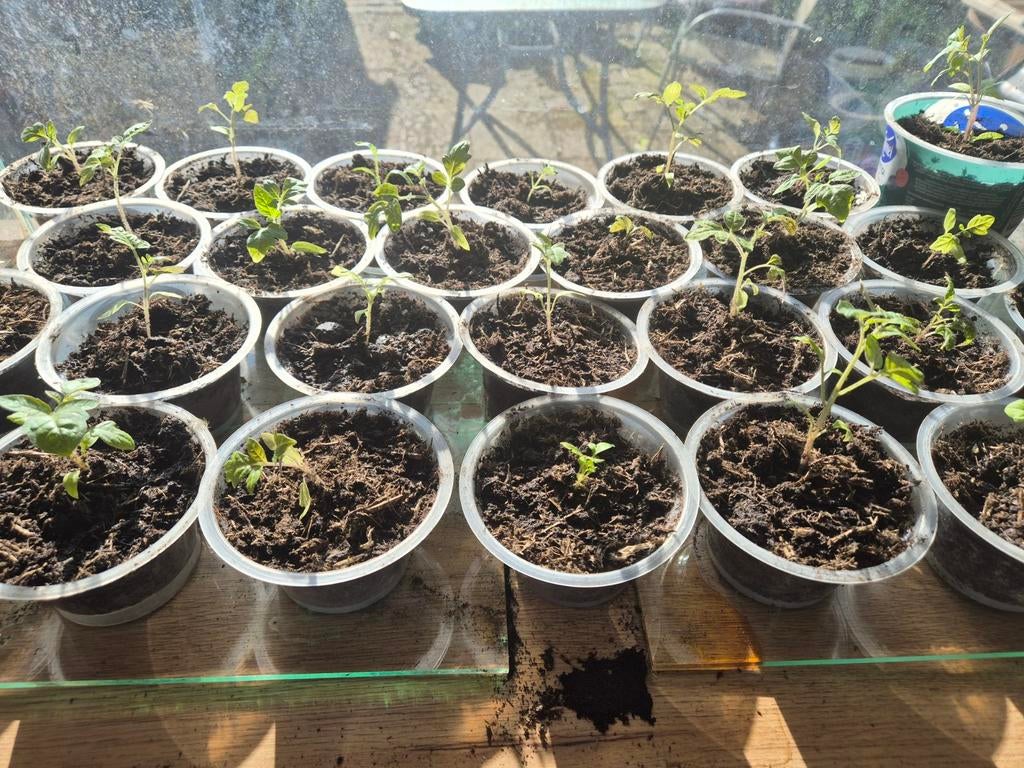 Tomaten- en Aubergineplantjes - Vers en Klaar om te Planten, Volle zon, Groenteplanten, Eenjarig, Ophalen of Verzenden