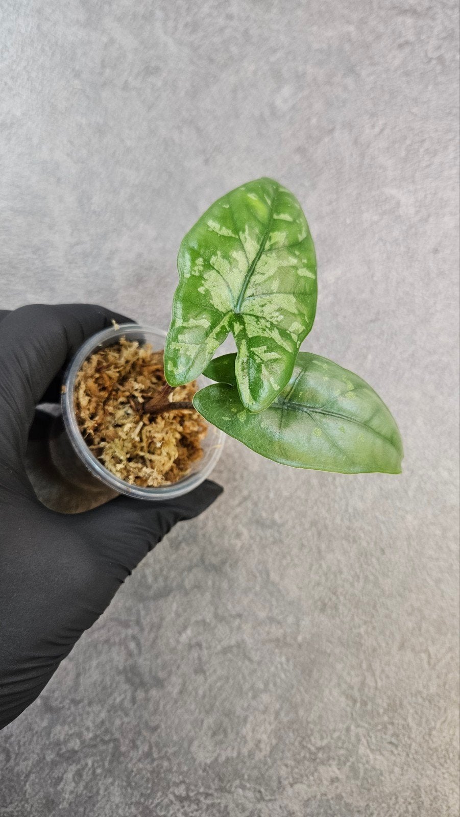 Alocasia boyceana ‘Shattered Glass’, Ophalen of Verzenden, Halfschaduw, Minder dan 100 cm