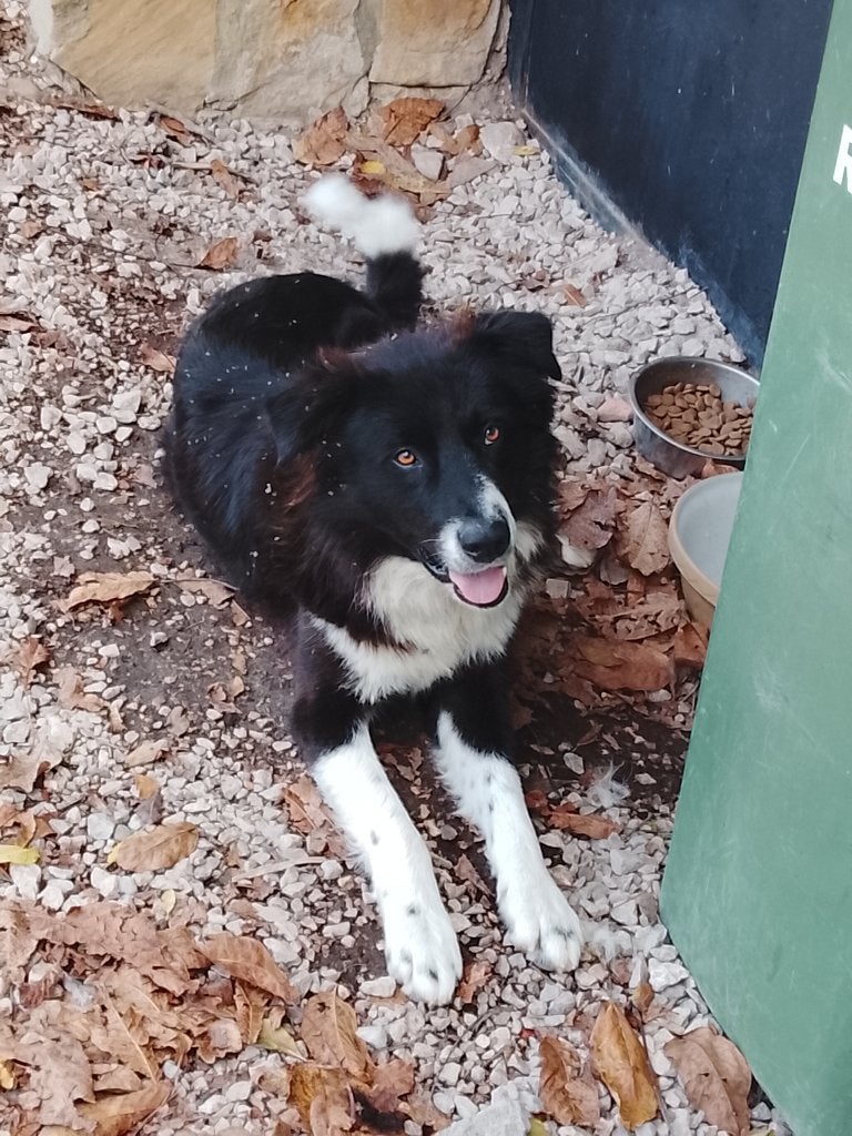 Border collie mix, Particulier, 15 weken tot 1 jaar, Reu, Buitenland