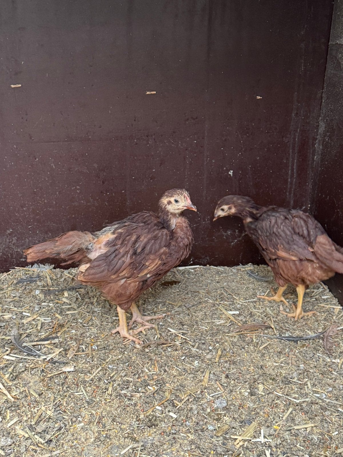 Jonge Rhode Island kippen te koop., Meerdere dieren, Kip